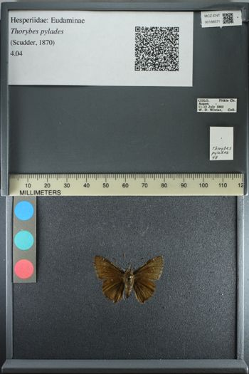 Media type: image;   Entomology 188571